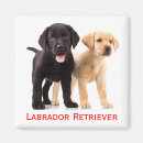 Suche nach labrador welpe magnete Hund