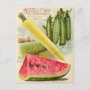 Recherche de graines cartes postales Vintage
