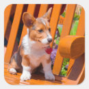 Recherche de bancs autocollants Chien