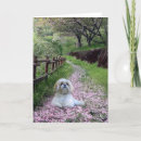 Suche nach shih tzu karten Shihtzus