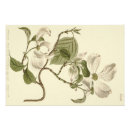 Recherche de fleurs de cornouiller posters Nature