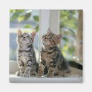 Recherche de deux animaux magnets Animal de compagnie