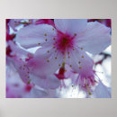 Suche nach japanische kirschblüten poster Natur