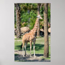 Suche nach giraffen poster Nacken