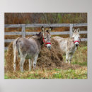 Suche nach maultier poster Ländlich