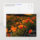 Suche nach blumenfeld postkarten Wildblumen