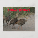 Recherche de turkey cartes postales Turquie