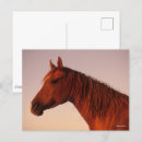 Recherche de cheval arabe cartes postales Tête