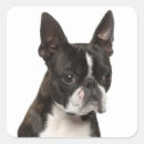 Suche nach schwarzer welpe aufkleber Hund