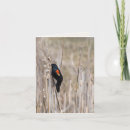 Recherche de oiseaux rouges Noir