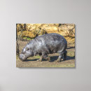Suche nach pygmäe Tiere