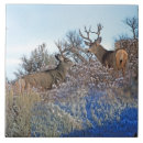 Recherche de mule photographie Cerfs communs