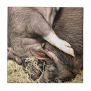 Suche nach kleiner hund fliesen Niedlich