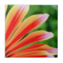 Recherche de marguerite carreaux Floral