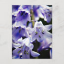 Suche nach bluebells postkarten Blau