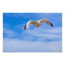 Suche nach flug poster Vögel im flug