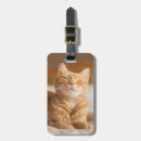 Suche nach schläfrige katze Ingwerkatze