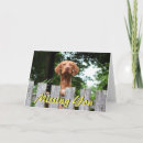 Suche nach vizsla hunde karten Niedlich