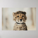 Suche nach baby leopard poster Wild