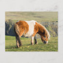 Suche nach shetlandpony postkarten Domestiziert
