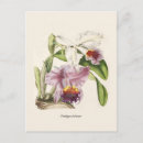 Recherche de orchidée tropicale cartes postales Exotique