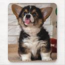 Recherche de corgi pembroke tapis souris Animal