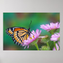 Suche nach peruanische poster Rosa