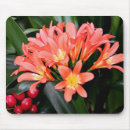 Suche nach orange blüte mousepads Pflanze
