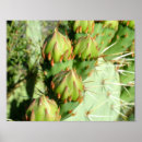 Suche nach pear poster Arizona
