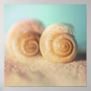 Suche nach nautilus poster Seashell