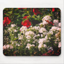 Recherche de phlox tapis souris Fleur