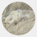 Recherche de coyote photographie Coyotes