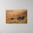 Suche nach bison leinwandbilder Landschaft