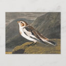 Suche nach john james audubon postkarten Vintag