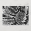 Suche nach morgentau Blume