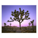 Suche nach rosa baum fotodruck Sonnenuntergang