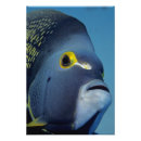 Suche nach bradley poster Fauna