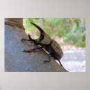 Suche nach beetle poster Insekten