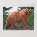 Suche nach kodiak bär poster Bären