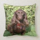 Suche nach langhaarige dackel kissen Zwergteckel