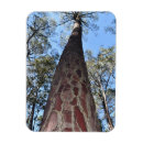 Suche nach bäume australien magnete Wald