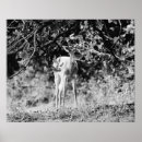 Recherche de cerf art Chasse