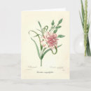 Suche nach dianthus karten Pink