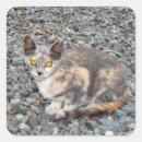 Recherche de oreilles de chat autocollants Animal