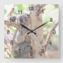 Recherche de ours koala horloges Nature