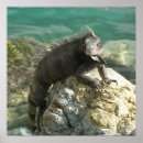 Suche nach leguan poster Tier