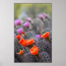 Suche nach kaktusblüte poster Sukkulent