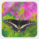 Suche nach costa rican Schmetterling