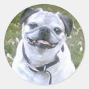 Suche nach neuer hund aufkleber Mops