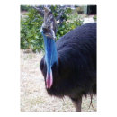 Recherche de cassowary posters Australien